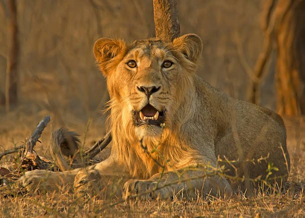 Gir National Park