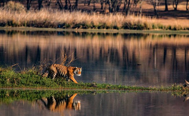 Kanha & Bandhavgarh