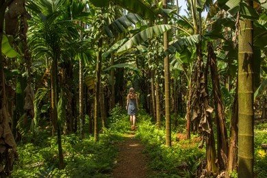 Spice Plantations