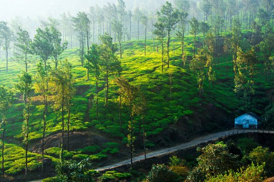 Wayanad - Green Paradise